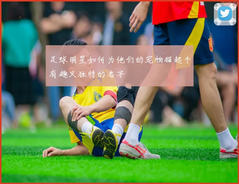 足球明星如何为他们的宠物猫起个有趣又独特的名字